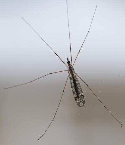 Réf. 350 032 : Tipula sp.